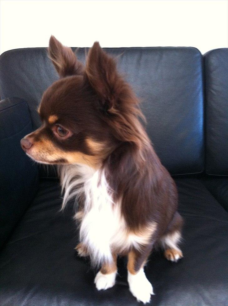 Chihuahua High Fly Justin Time Valentino billede 2