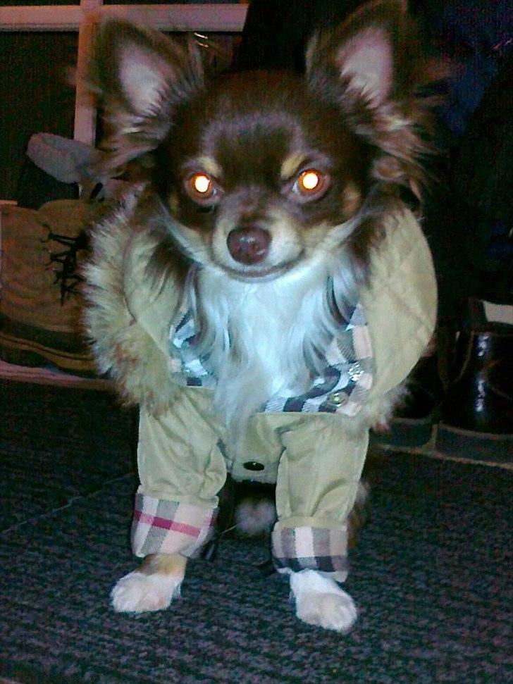 Chihuahua High Fly Justin Time Valentino billede 4