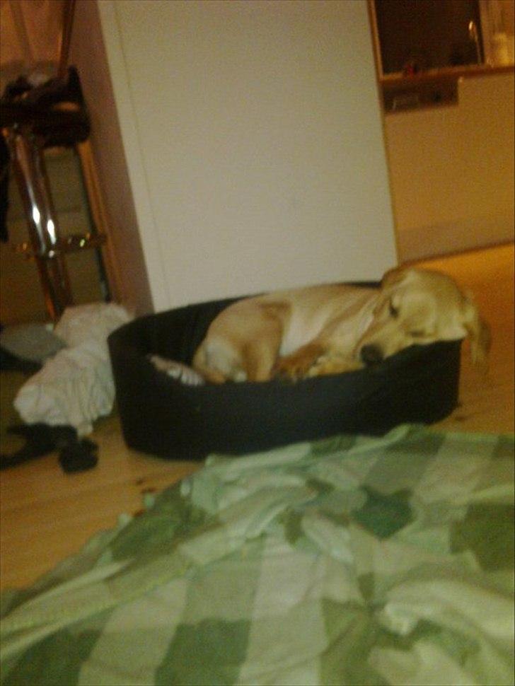 Labrador retriever Cæsar billede 2
