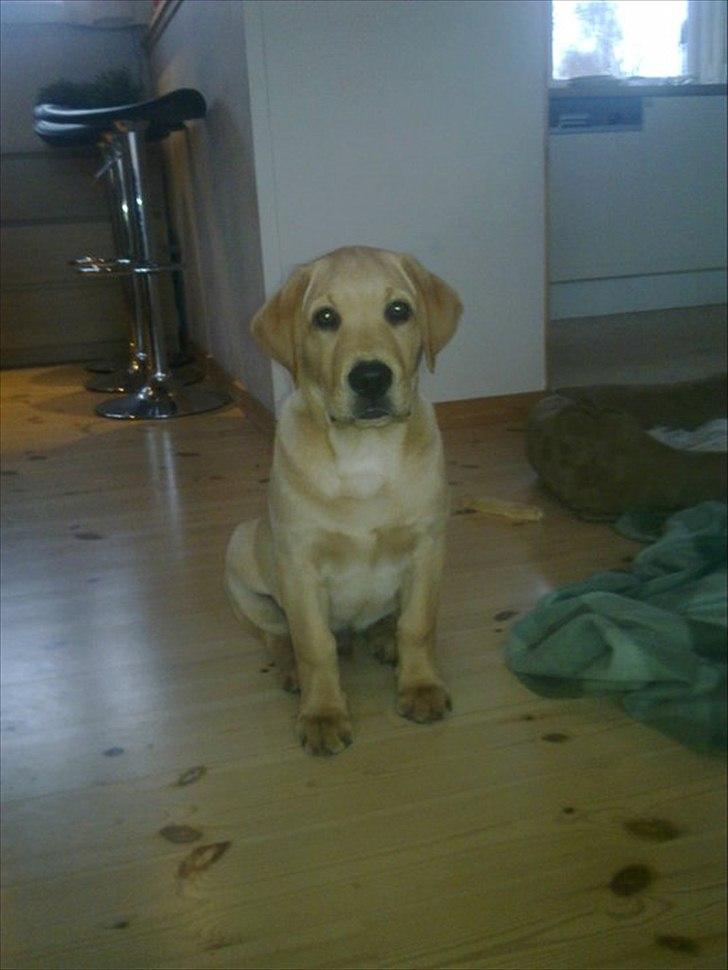 Labrador retriever Cæsar billede 4