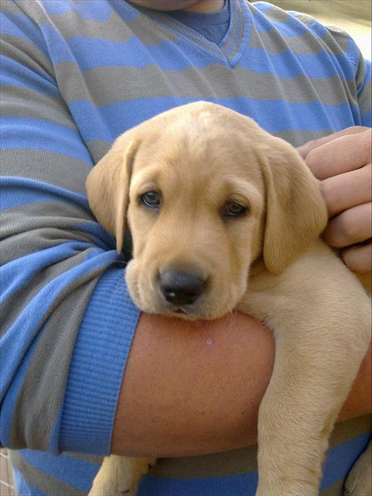 Labrador retriever Cæsar - 6 uger gammel billede 5