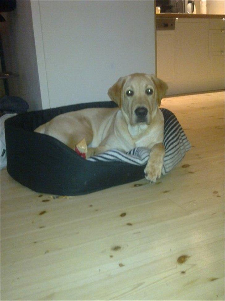 Labrador retriever Cæsar billede 6