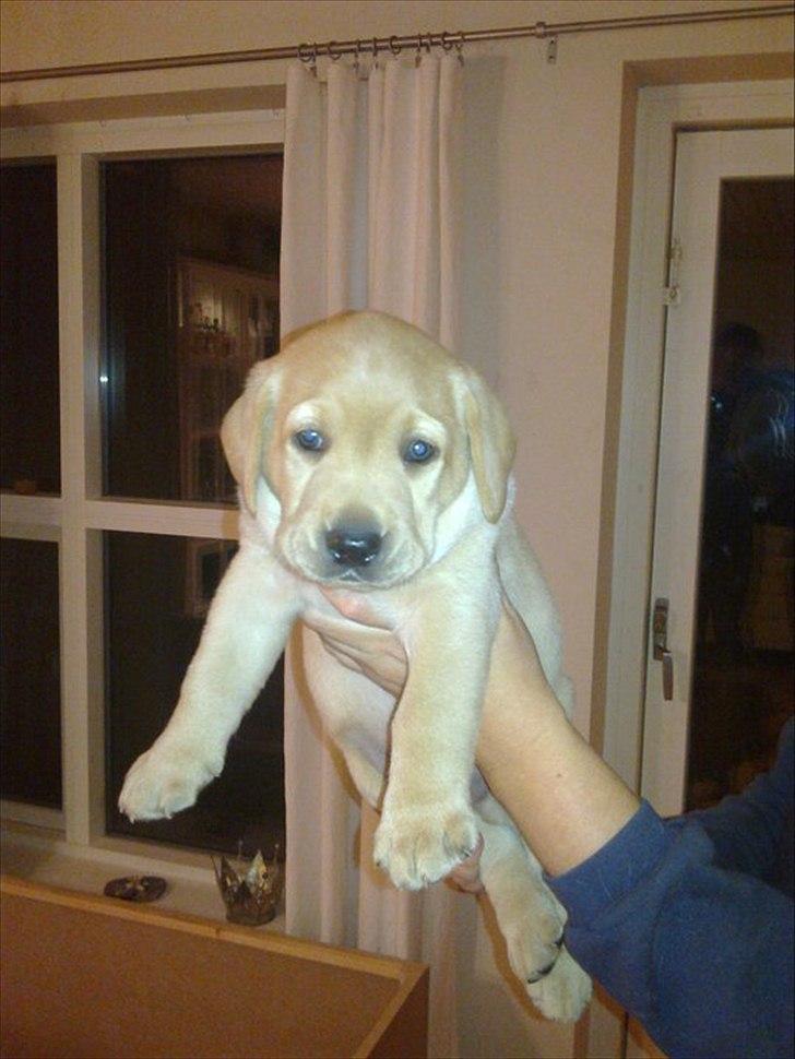Labrador retriever Cæsar - 5 uger gammel. billede 7