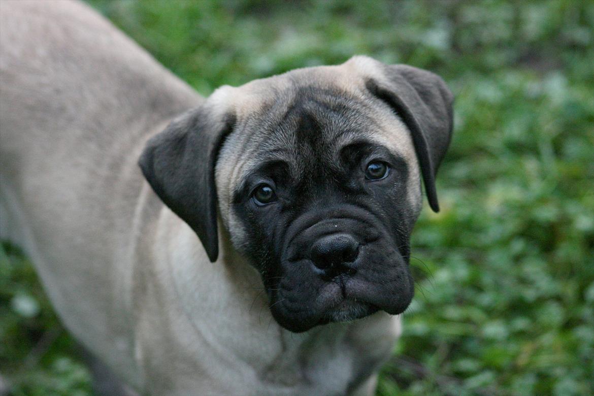 Bullmastiff Raya (Bullgrin's 'N Librrani No Mercy) - 10 uger billede 7