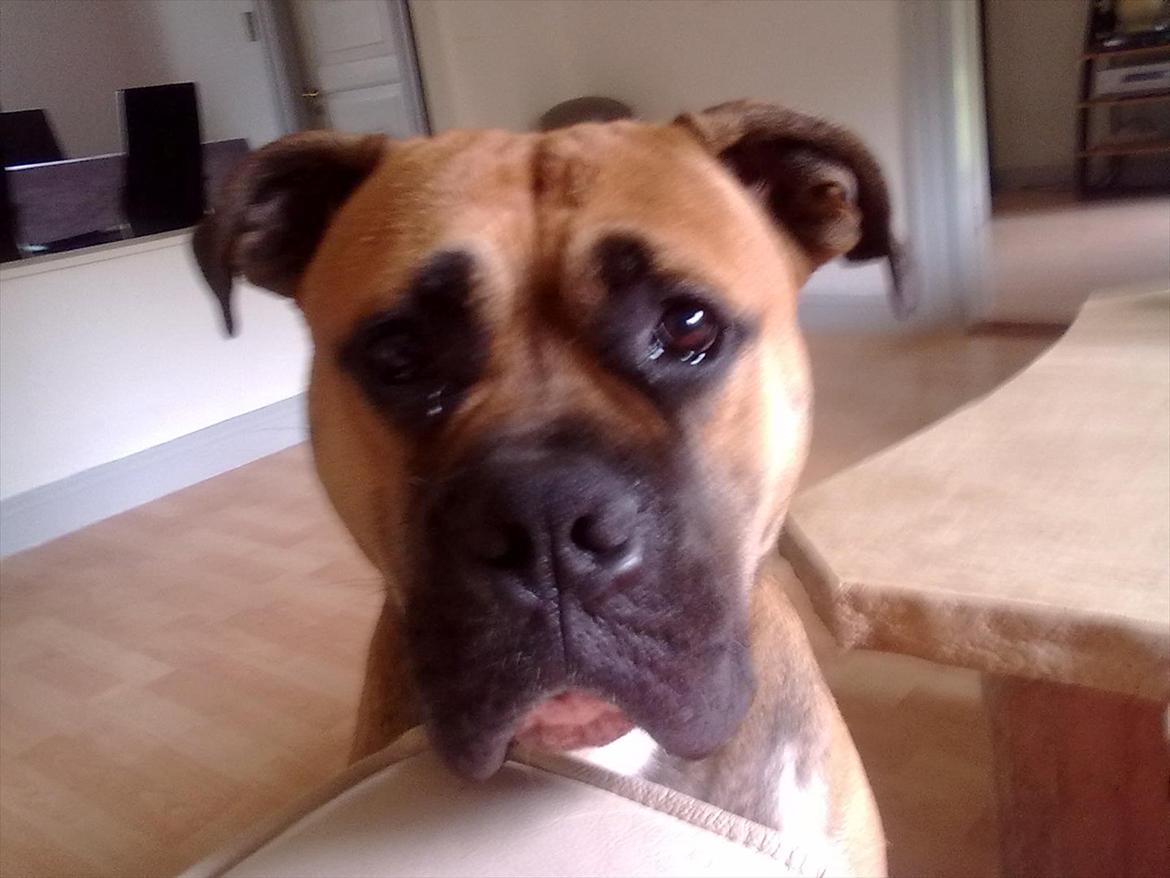 Bullmastiff tiko billede 6