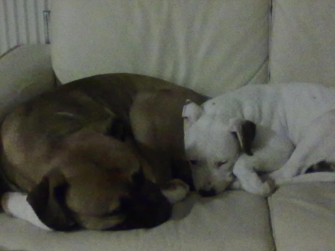 Bullmastiff tiko billede 7