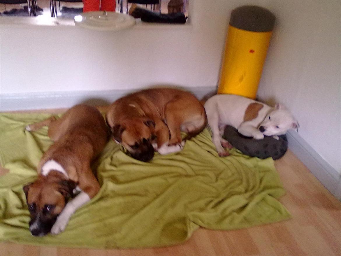 Bullmastiff tiko billede 8