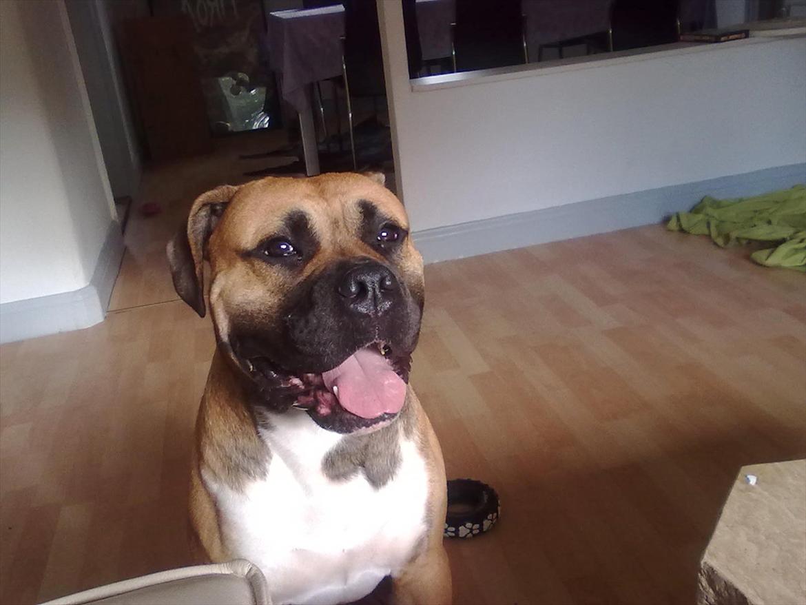 Bullmastiff tiko billede 9