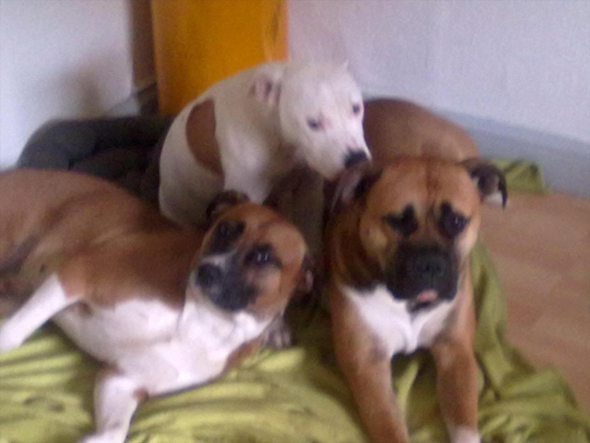 Bullmastiff tiko billede 10