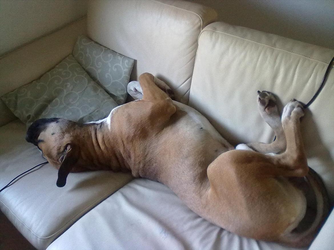 Bullmastiff tiko billede 11