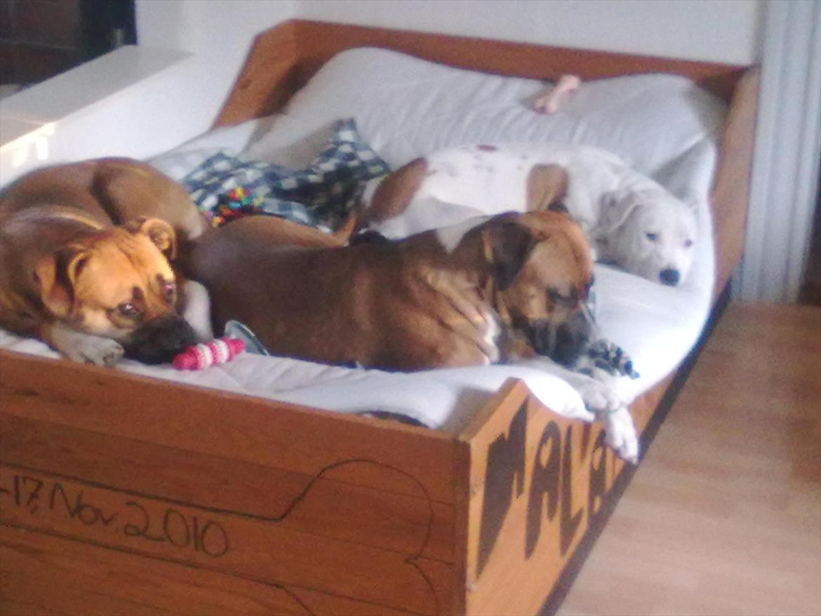 Bullmastiff tiko billede 12