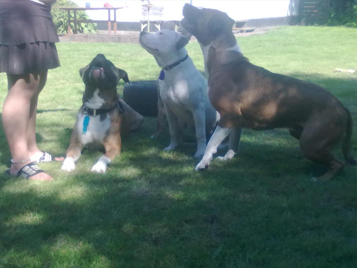 Bullmastiff tiko billede 13