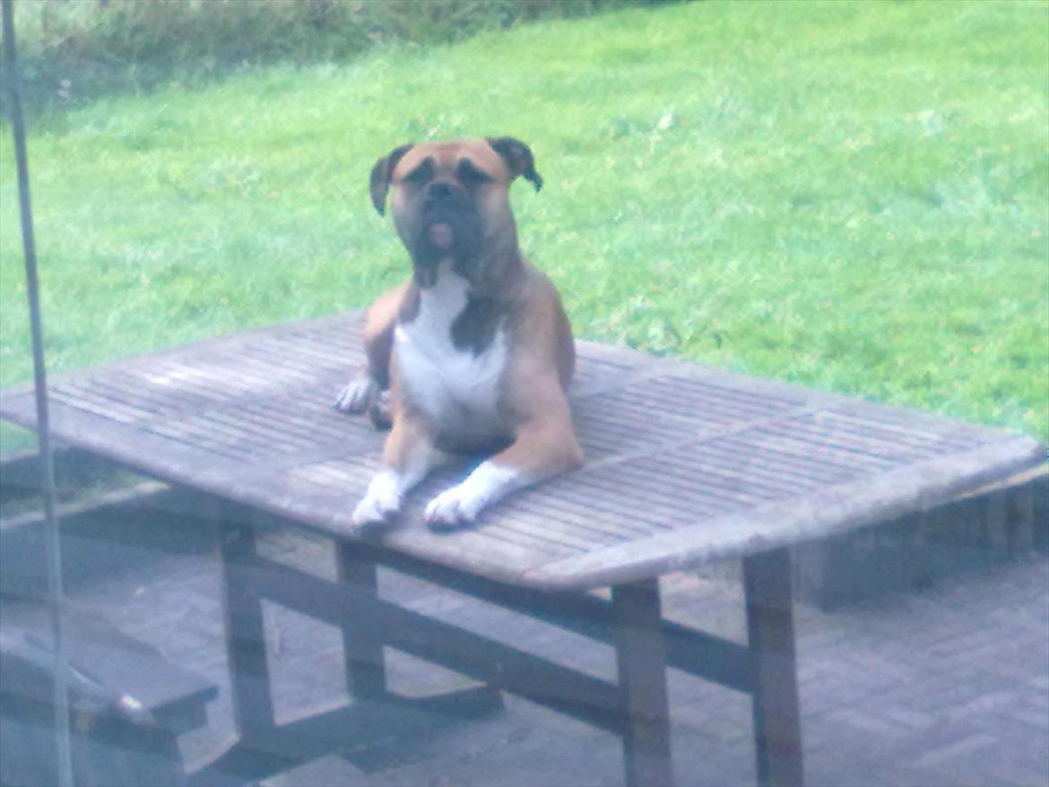 Bullmastiff tiko billede 14