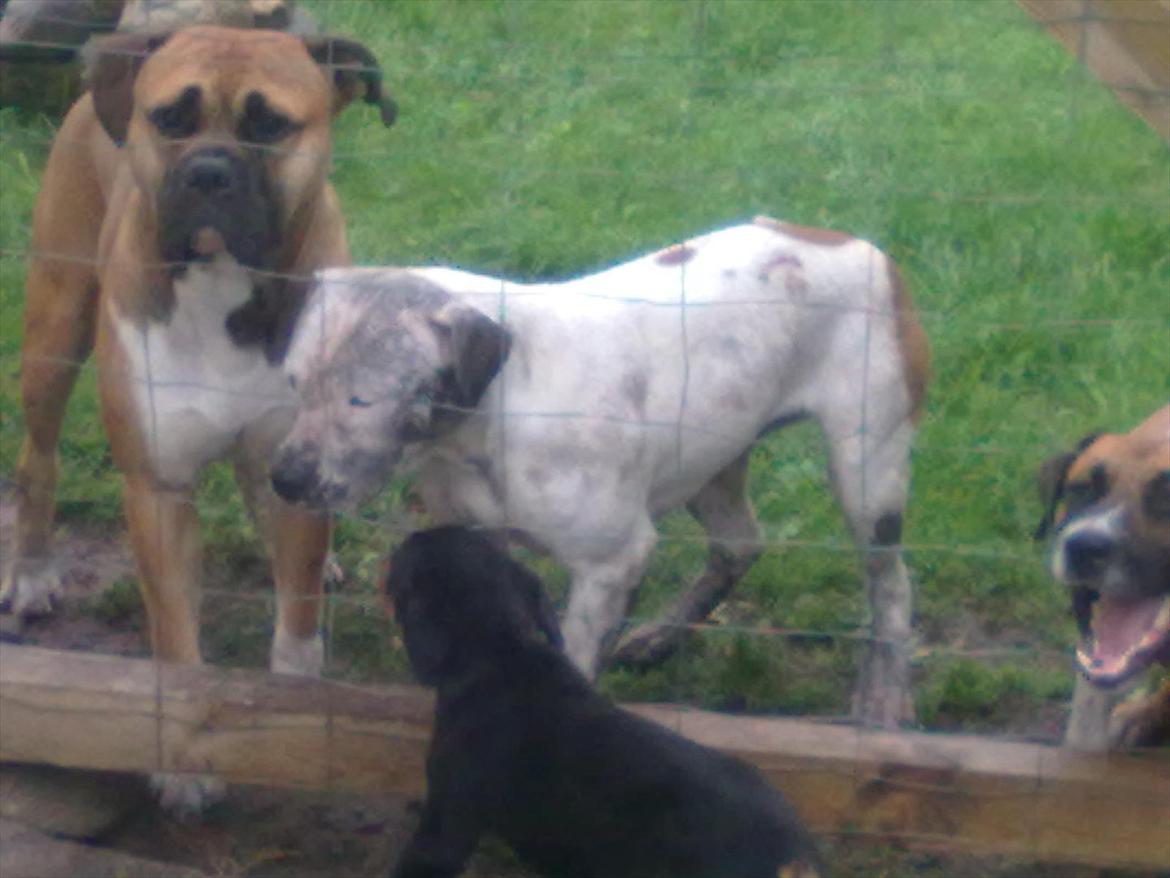 Bullmastiff tiko billede 15