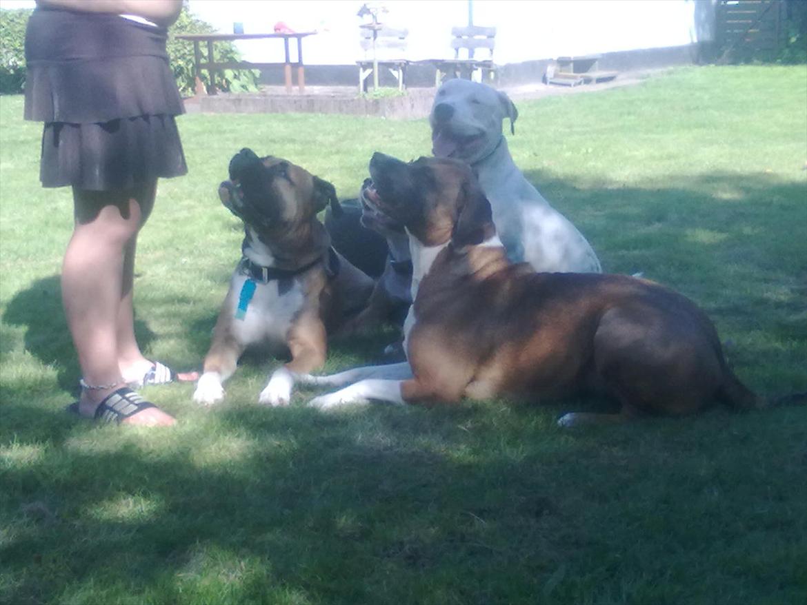 Bullmastiff tiko billede 16