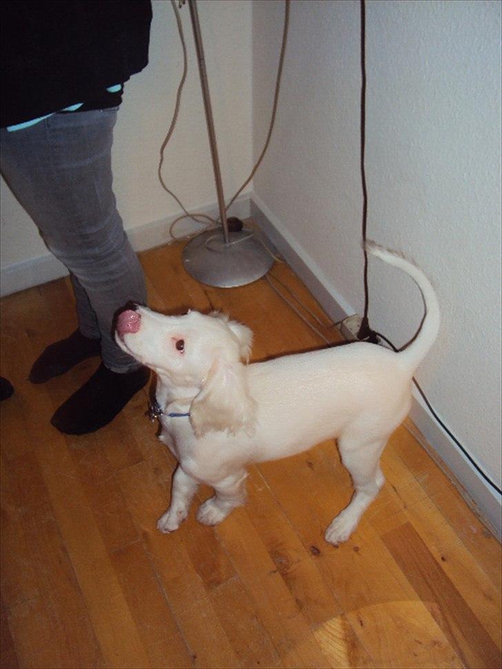 Blanding af racer Nicki *RIP* - NYT* Haha - hvor er du sød lille skat. billede 9