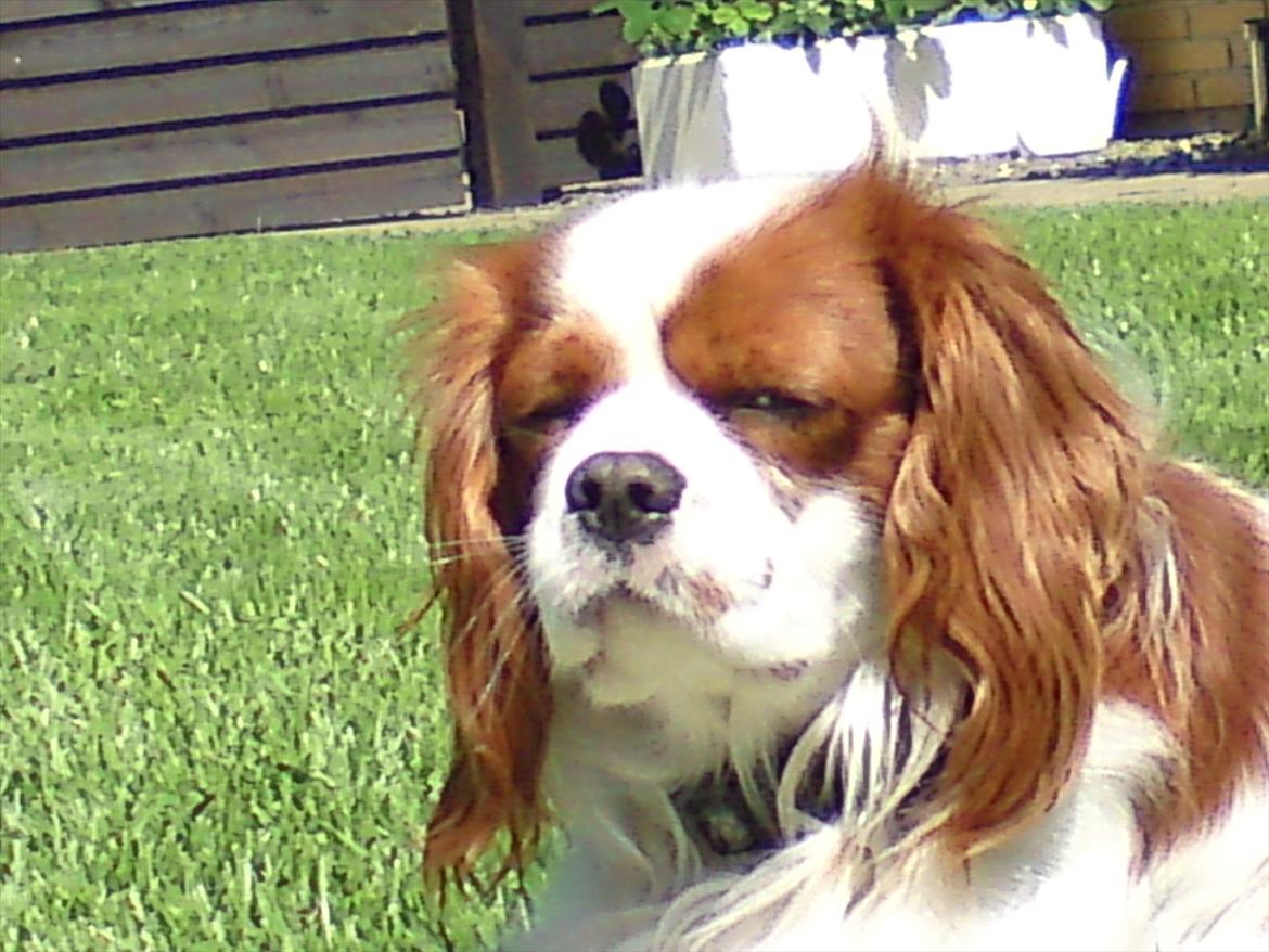Cavalier king charles spaniel Spot - Billeder af hunde - Uploaded af Pia P