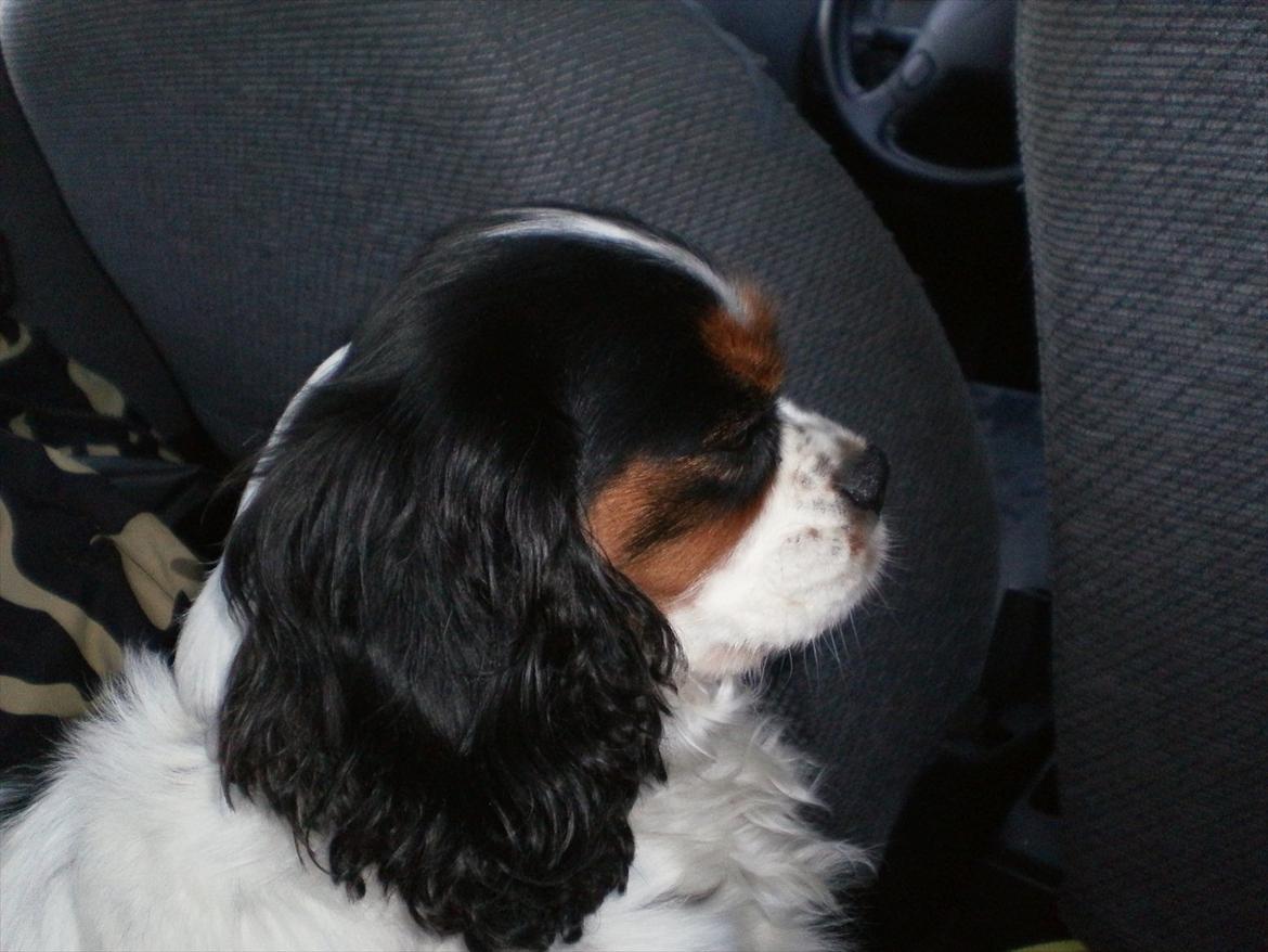 Cavalier king charles spaniel Zelma *Et&Alt!*;* - Du er min engel*;
Foto: Mig billede 1
