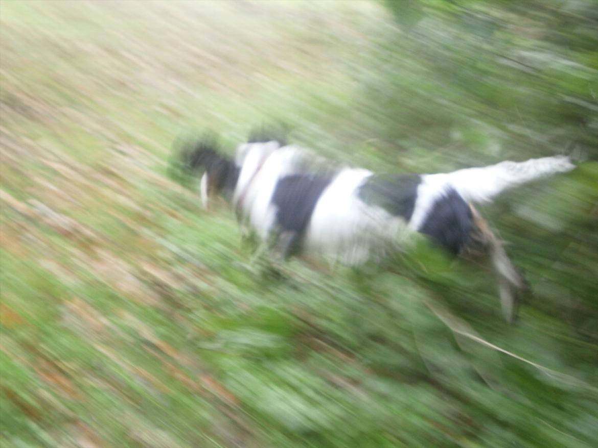 Cavalier king charles spaniel Zelma *Et&Alt!*;* - Man kan da løbe<3.
Foto: Mig billede 6
