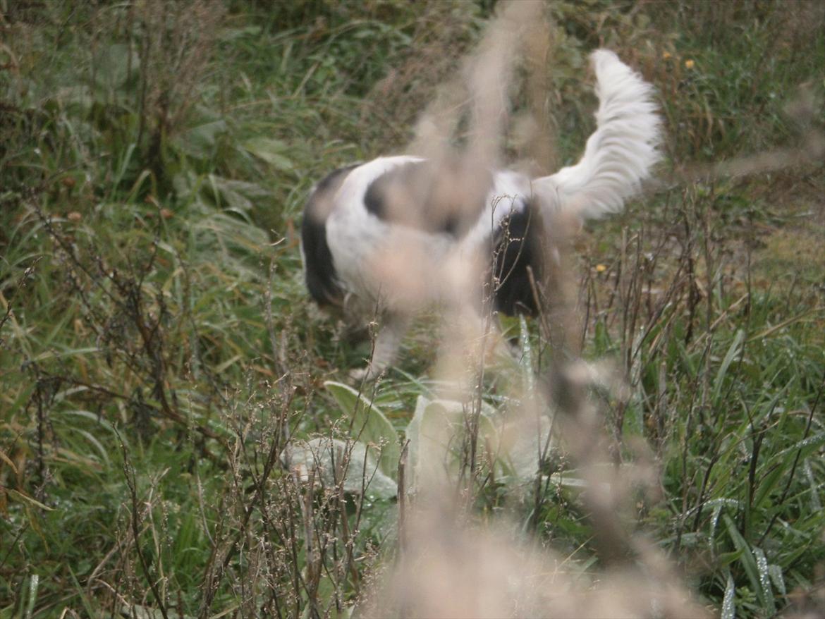 Cavalier king charles spaniel Zelma *Et&Alt!*;* - JegElskerDig*;
Foto: Mig billede 7