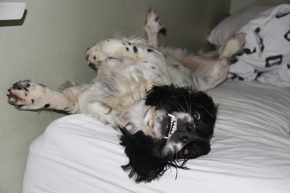 Field spaniel Apache Blue Magic, Figo! billede 16