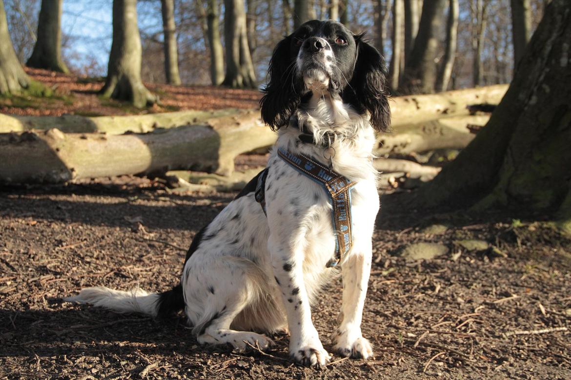 Field spaniel Apache Blue Magic, Figo! billede 1