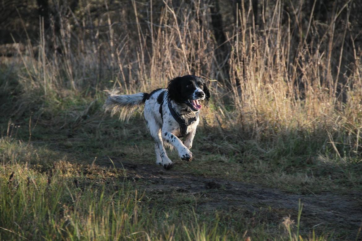Field spaniel Apache Blue Magic, Figo! billede 17