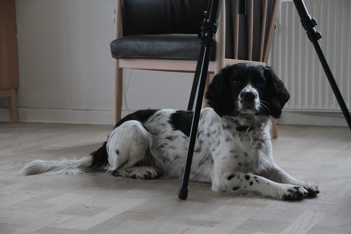 Field spaniel Apache Blue Magic, Figo! billede 12