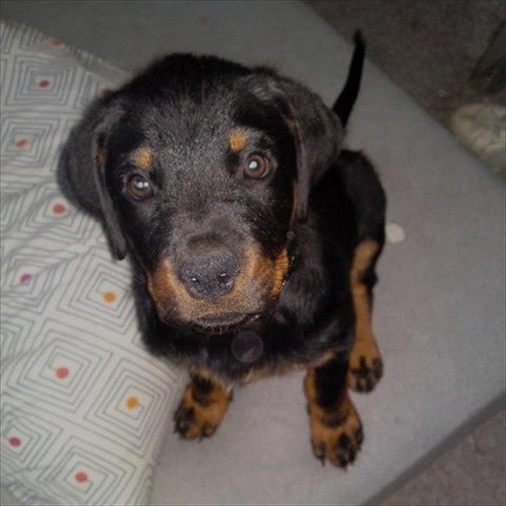 Rottweiler Tøsen [Tidl. Hund] - Som Hvalp billede 20