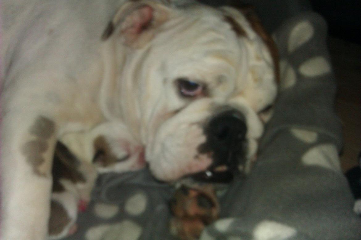 Engelsk bulldog Mali billede 4