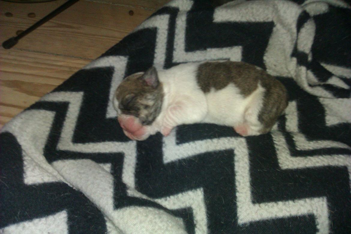 Engelsk bulldog Mali billede 5