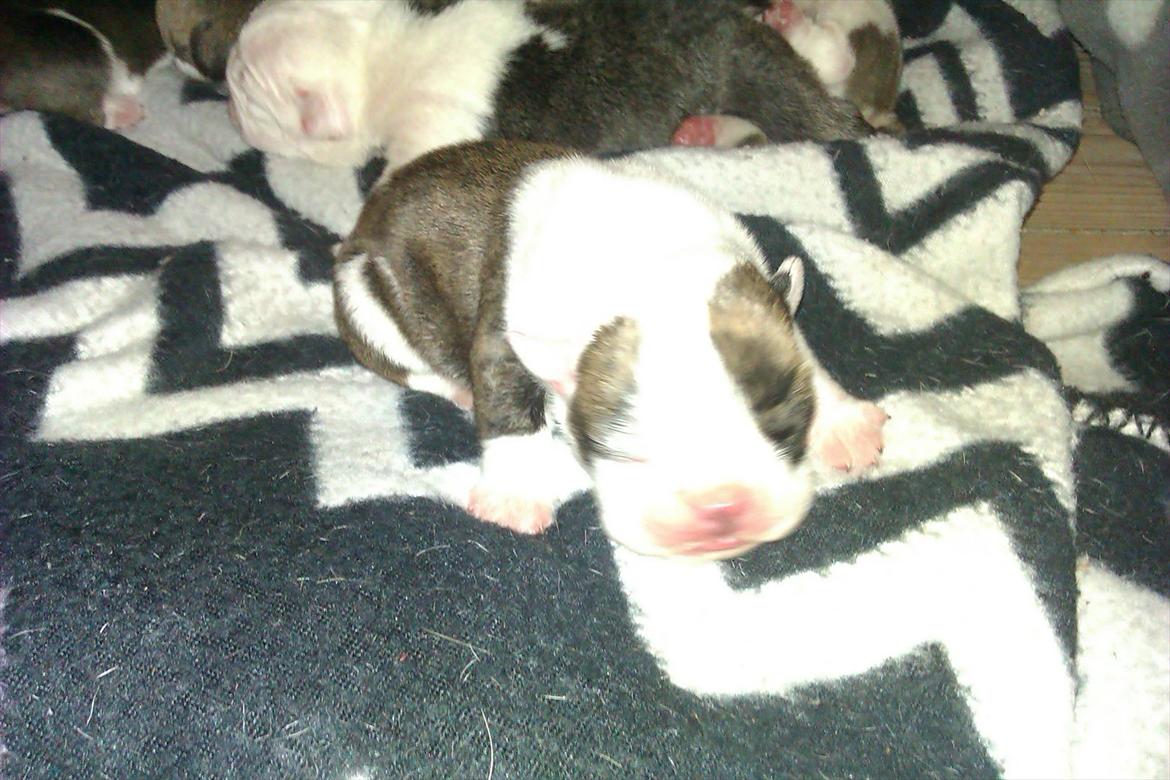 Engelsk bulldog Mali billede 6