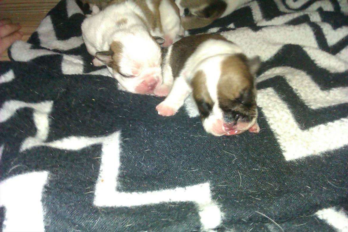 Engelsk bulldog Mali billede 7