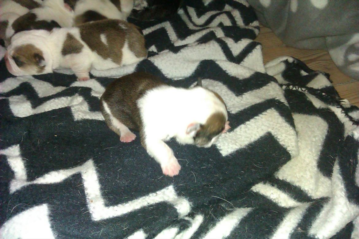 Engelsk bulldog Mali billede 8