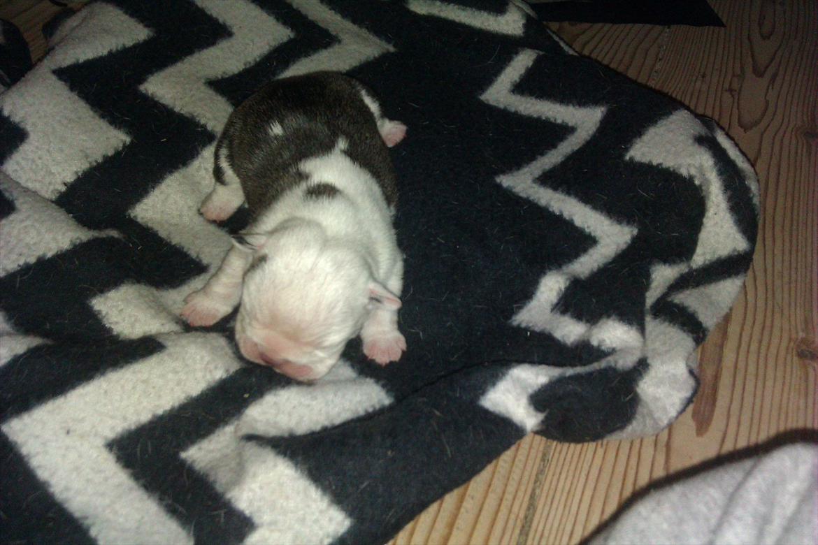 Engelsk bulldog Mali billede 9