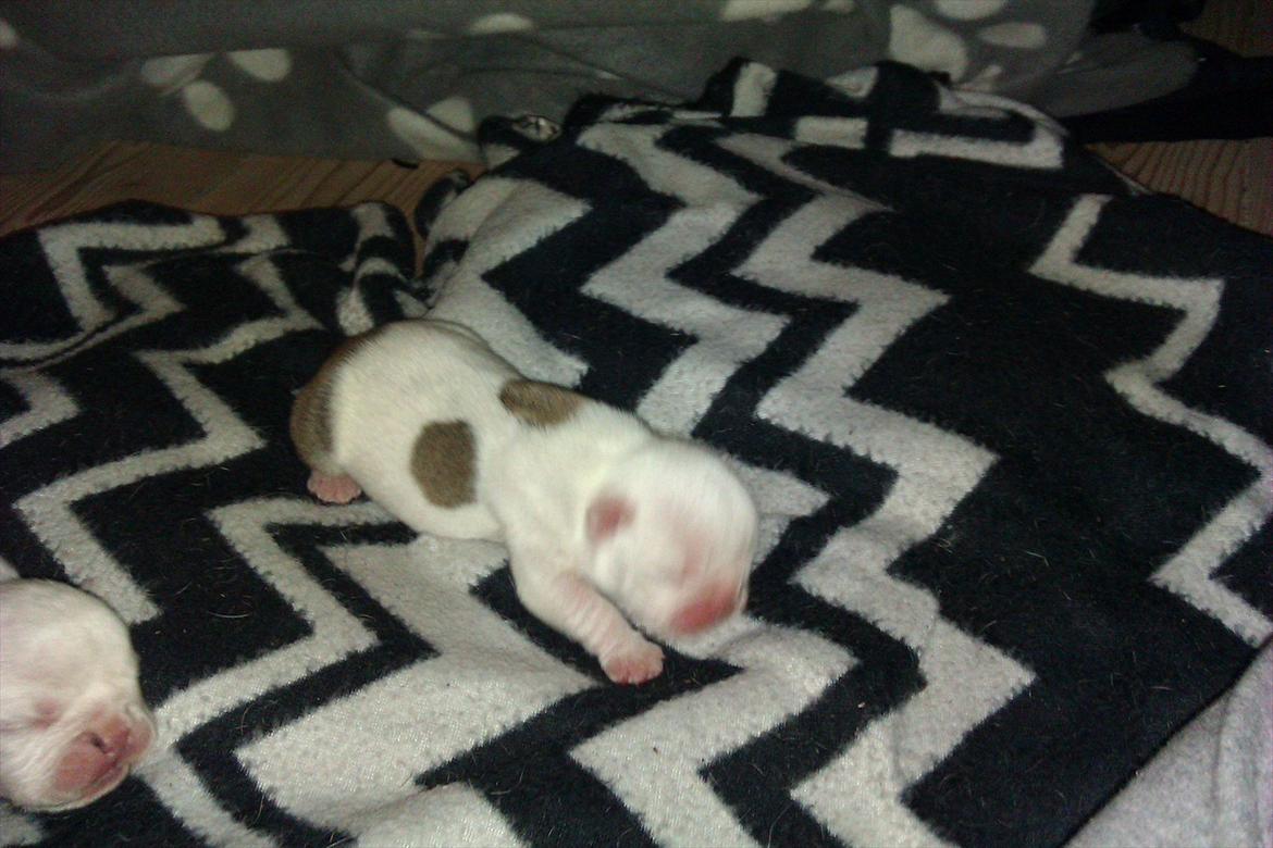 Engelsk bulldog Mali billede 10