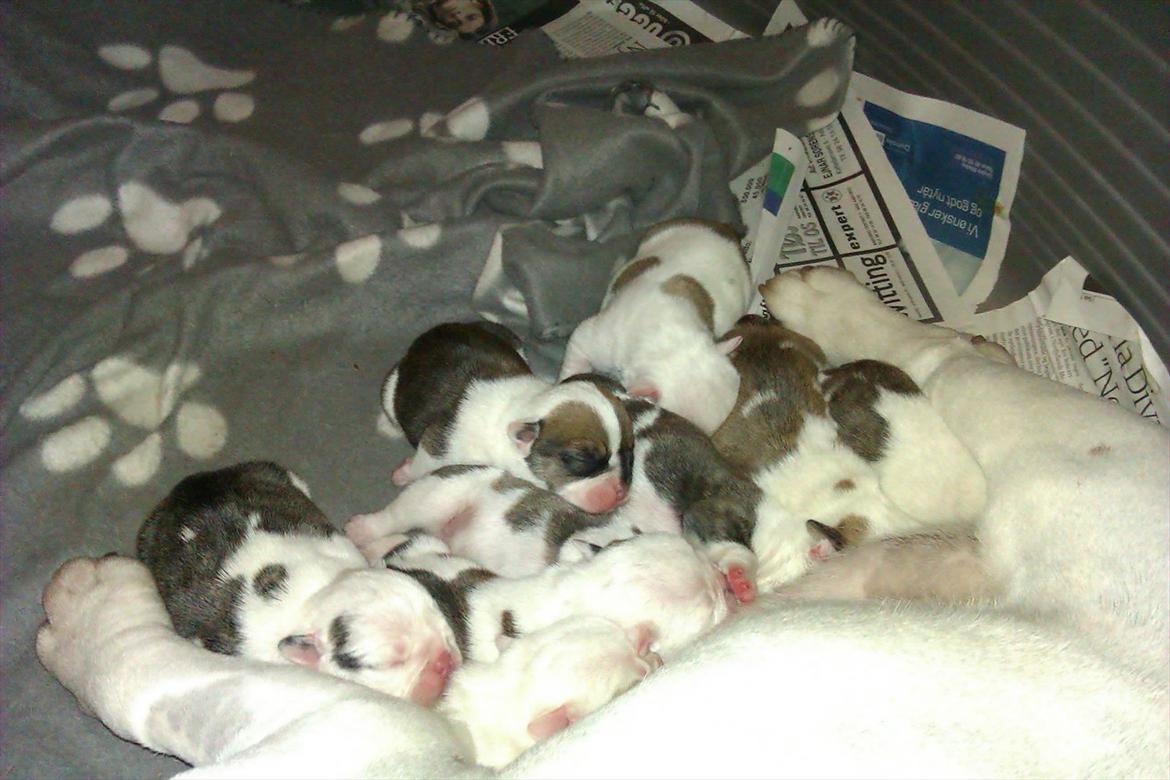 Engelsk bulldog Mali billede 11