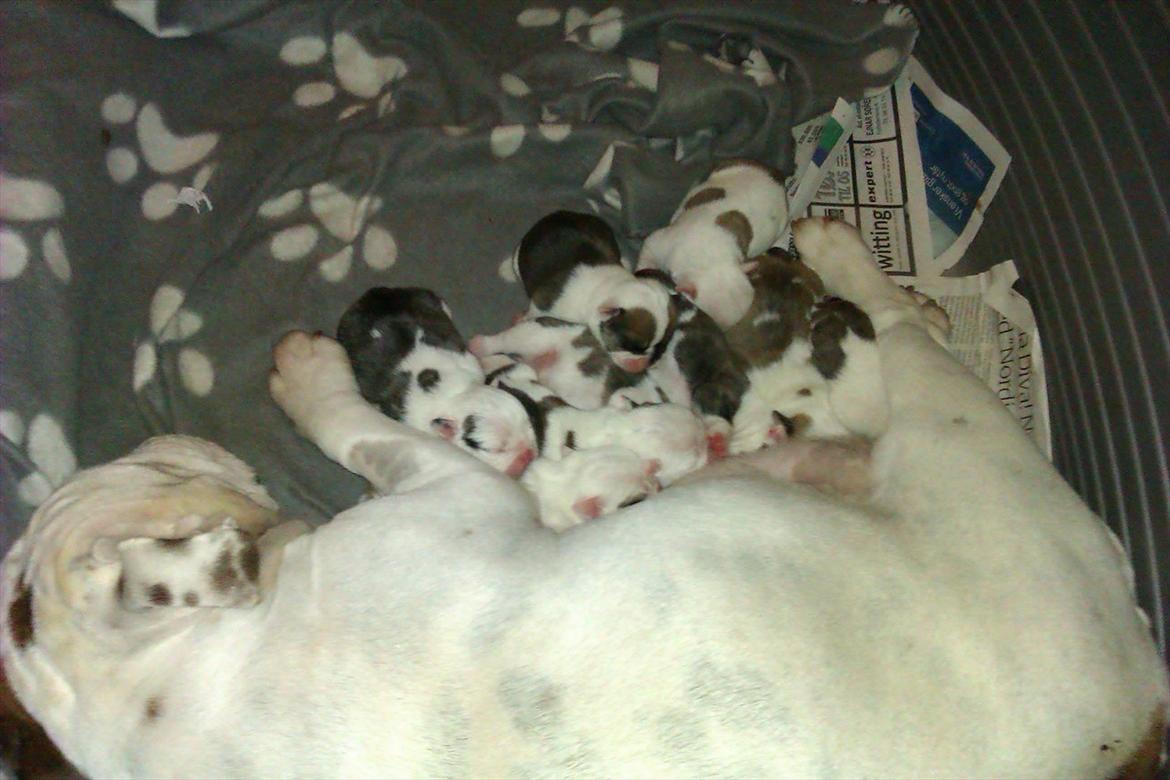 Engelsk bulldog Mali billede 12