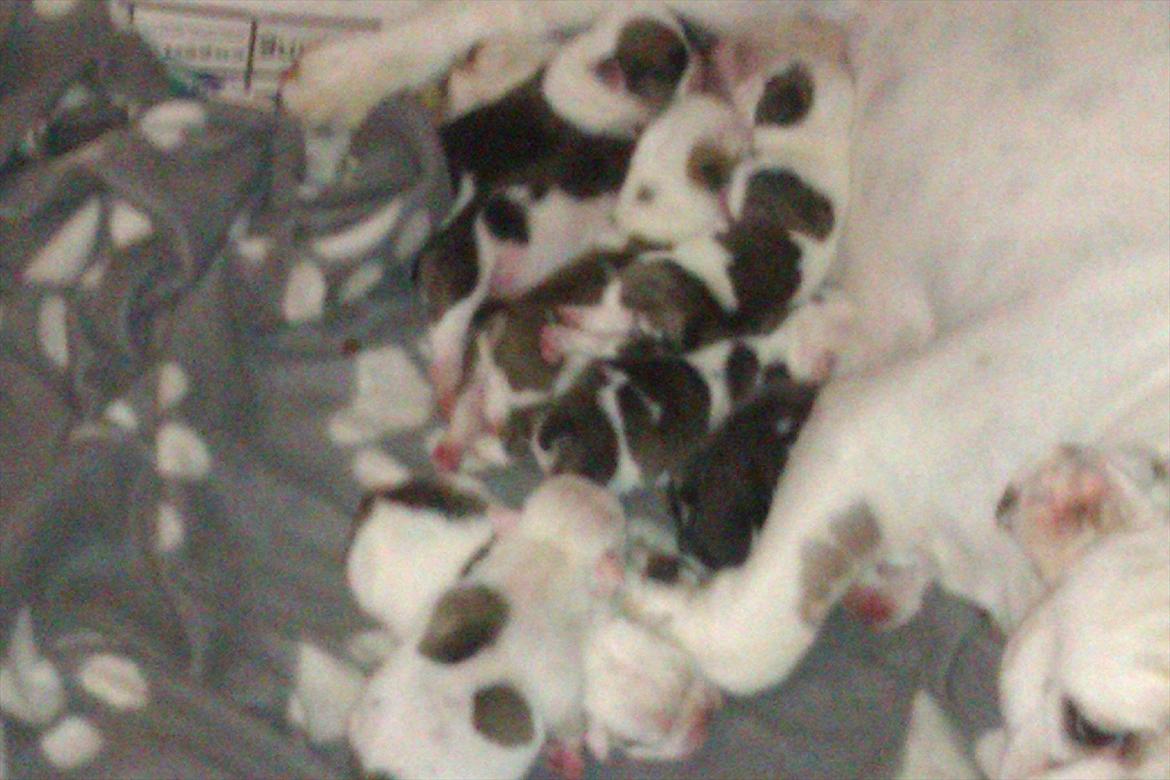 Engelsk bulldog Mali billede 13