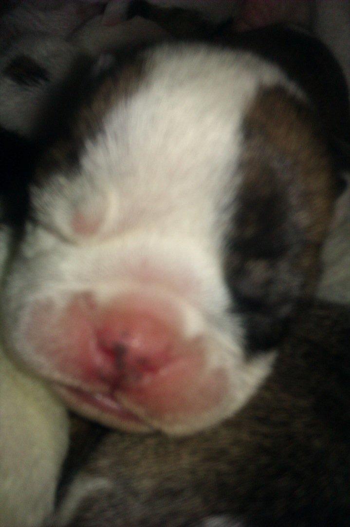 Engelsk bulldog Mali billede 14