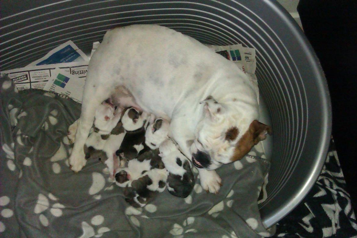 Engelsk bulldog Mali billede 15