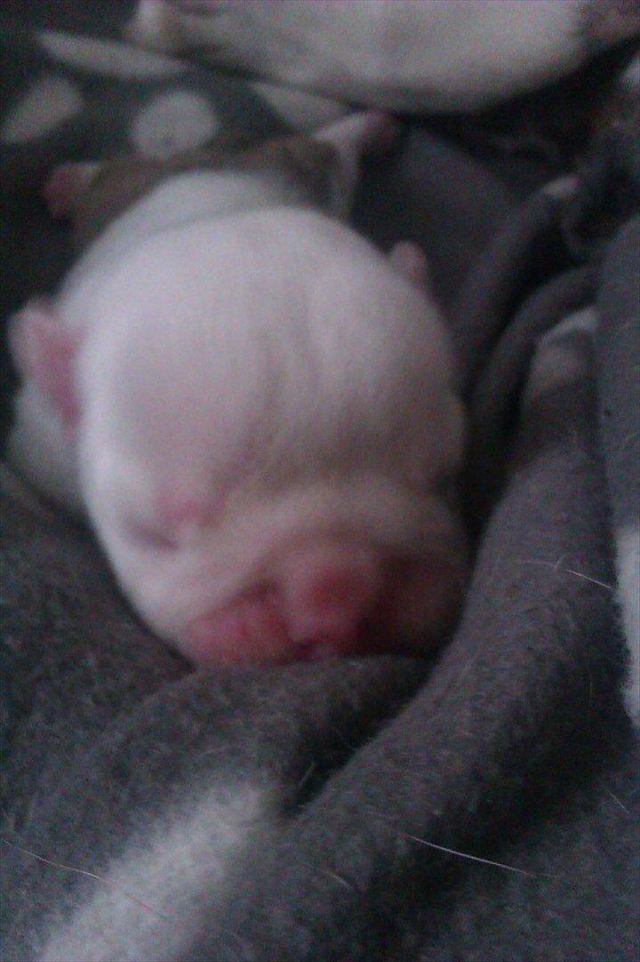 Engelsk bulldog Mali billede 16