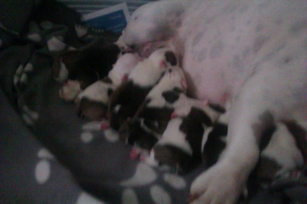 Engelsk bulldog Mali billede 17