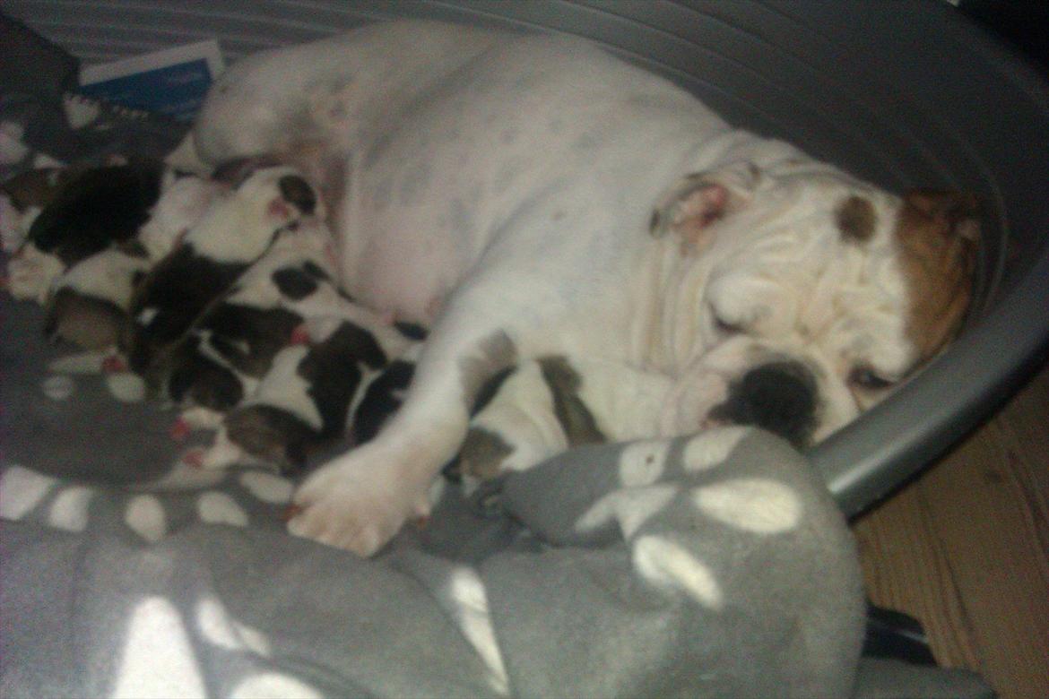 Engelsk bulldog Mali billede 18