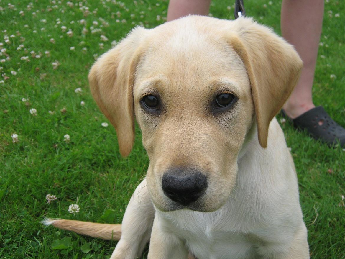 Labrador retriever Gustav - Gustav som baby :D billede 5