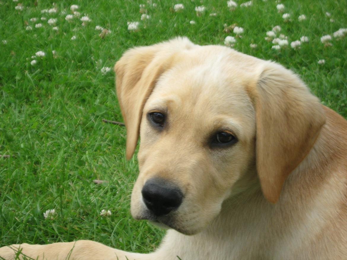 Labrador retriever Gustav - Som lille igen! billede 7