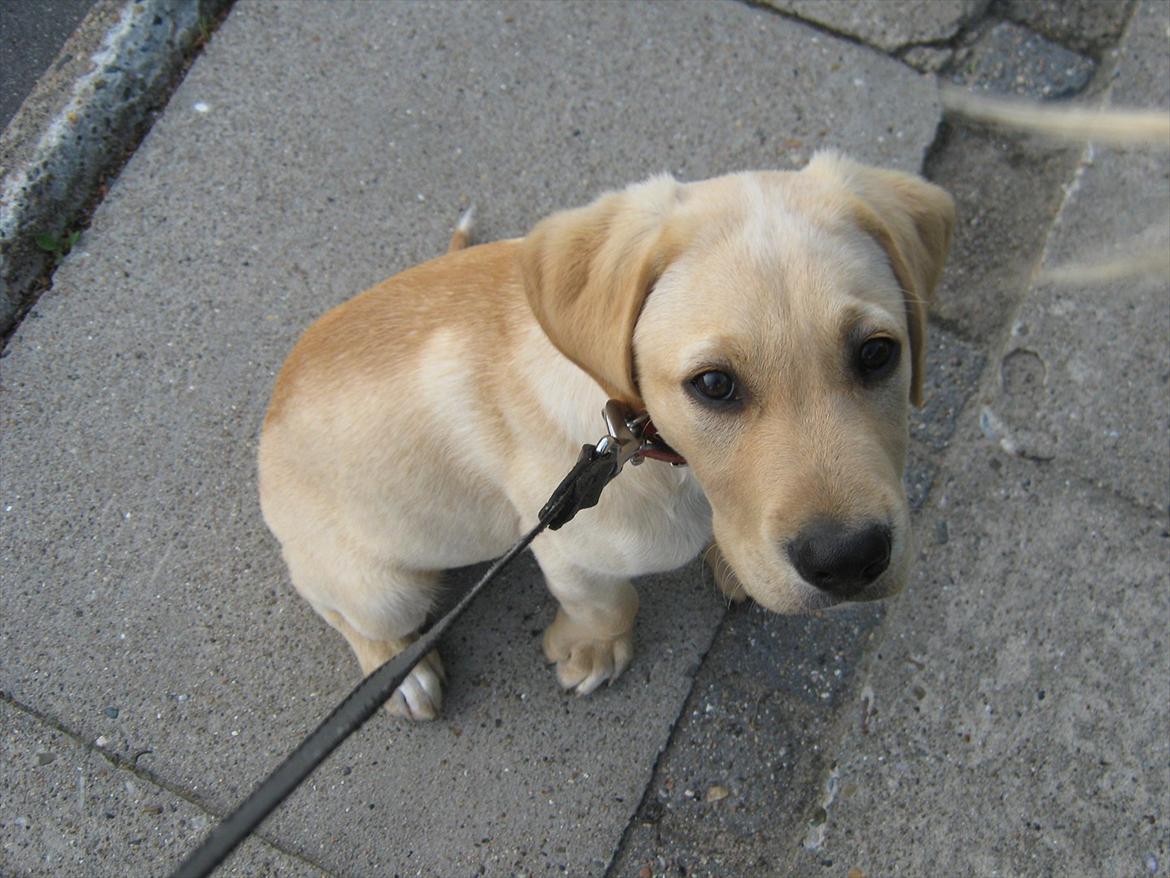 Labrador retriever Gustav - På en af vores første ture billede 8