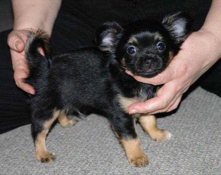 Chihuahua Pablo - lille pablo 8 uger.  
min fantastiske lille hanhund :) 
som er elsket af hele hjertet! billede 4