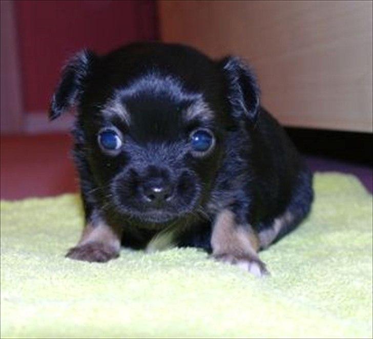 Chihuahua Pablo billede 1