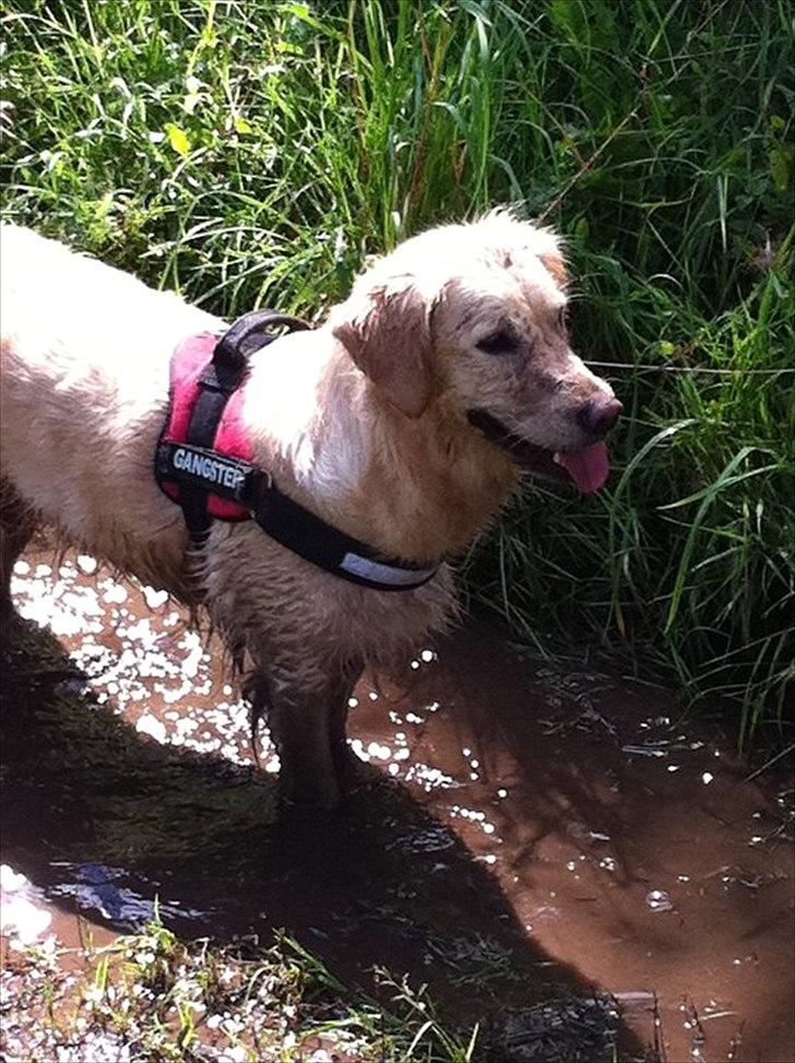 Golden retriever Melba billede 18